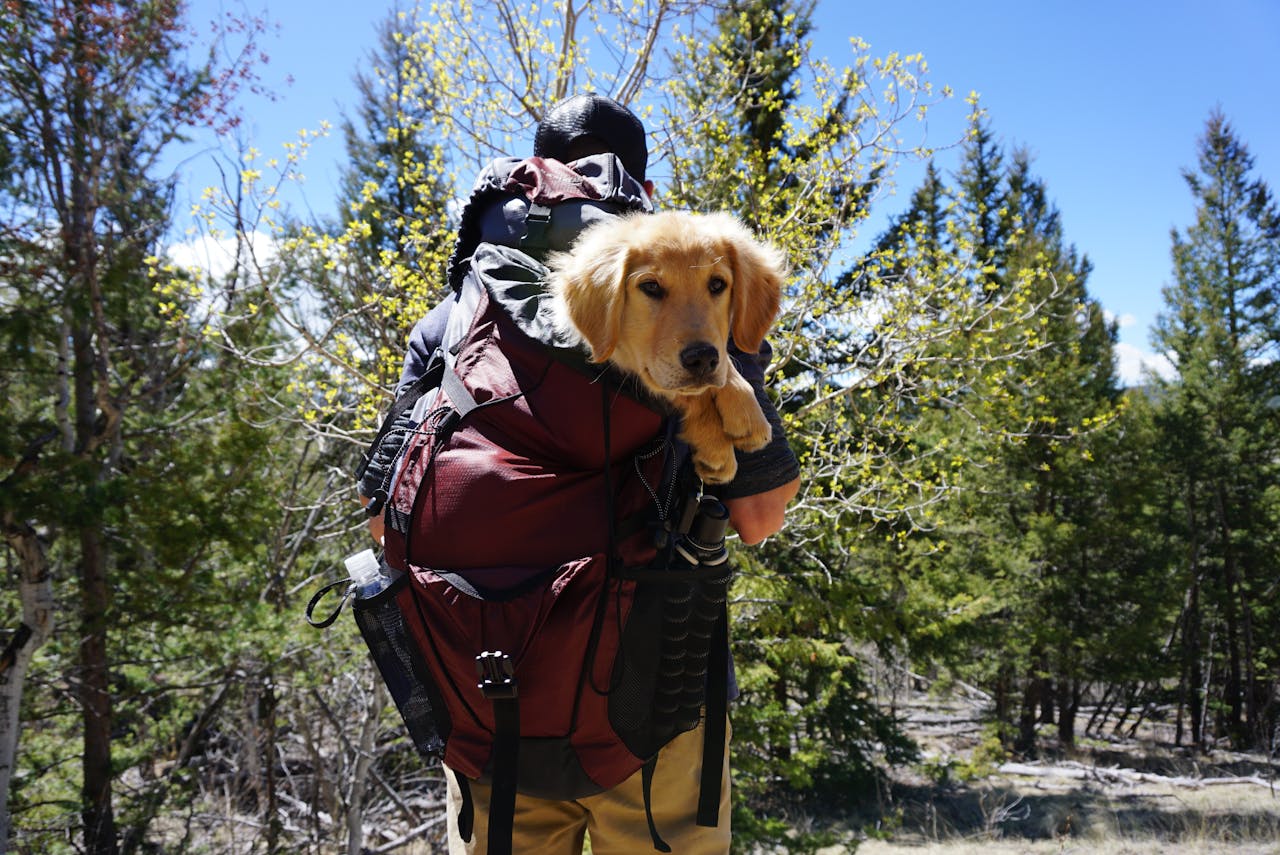 A hiker carries a golden retriever puppy in a backpack through a forest path.
