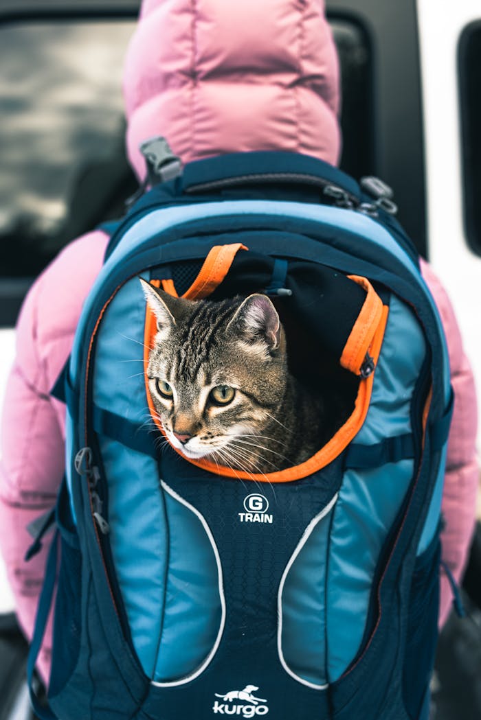 services-03 A curious tabby cat peeks from a backpack, ready for an outdoor adventure in Banff, Canada.