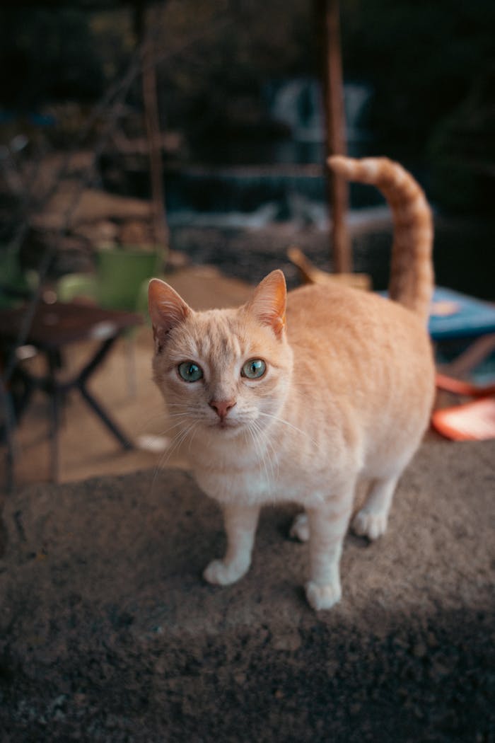 Crafting Captivating Headlines: Your awesome post title goes here pexels-photo-30580982.jpeg