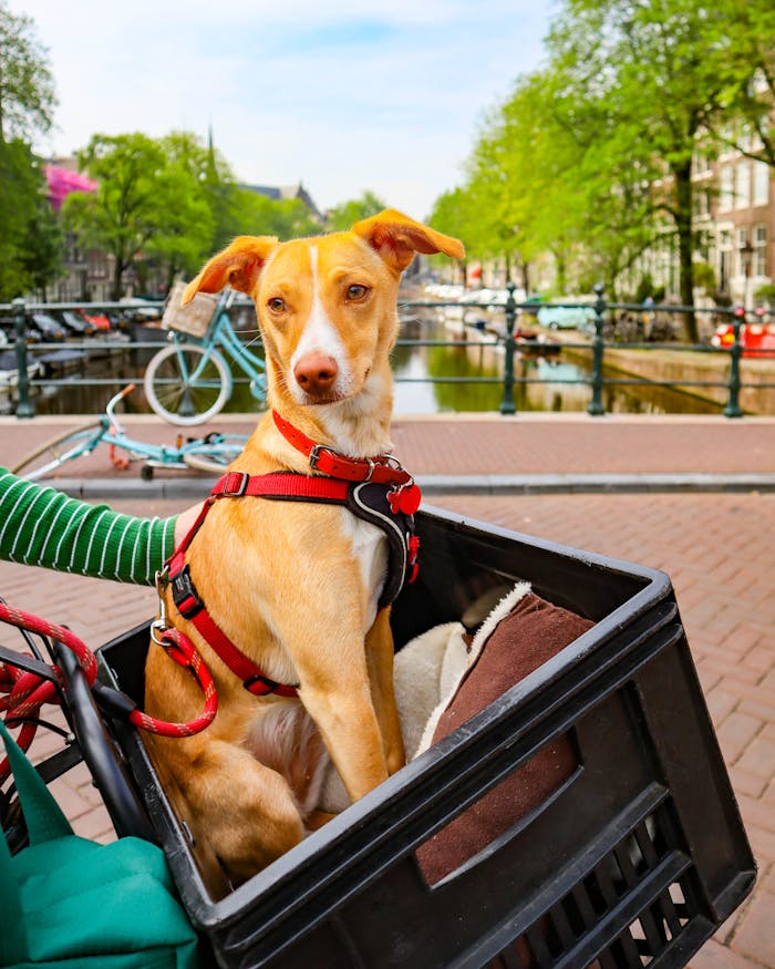 our-experience Dog sitting in a bicycle basket near a canal in a vibrant cityscape.