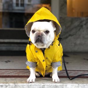 1620615472609.jpg Tide Brand Windproof And Rainproof British Retro Padded Dog Raincoat, Dog Pet Jacket
